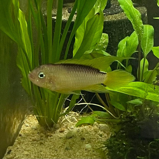 the-fish-farm American Cichlid Apistogramma Agassizii "Gold" American Cichlid 4-5cm Buy Apistogramma Agassizii Gold American Cichlid  - The Fish Farm