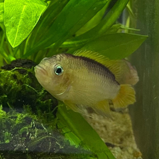 the-fish-farm American Cichlid Apistogramma Agassizii "Gold" American Cichlid 4-5cm Buy Apistogramma Agassizii Gold American Cichlid  - The Fish Farm
