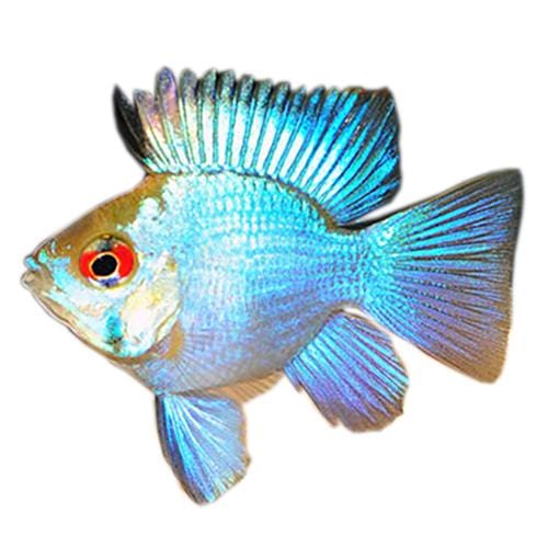 the-fish-farm American Cichlid Balloon Ram - Electric Blue Dwarf American Cichlid 3cm Electric Blue Balloon Ram Cichlid 3cm - The Fish Farm