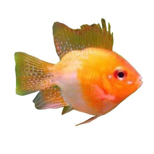 the-fish-farm American Cichlid Balloon Ram - Gold - Dwarf American Cichlid Gold Balloon Ram Dwarf American Cichlid - The Fish Farm