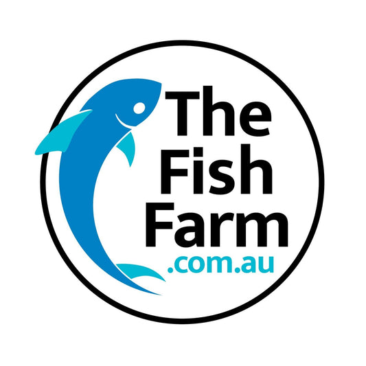 the-fish-farm American Cichlid Blue Acara American Cichlid Blue Acara American Cichlid - The Fish Farm