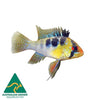 the-fish-farm American Cichlid Bolivian Ram Cichlid - Bolivian Butterfly Bolivian Ram Cichlid - The Fish Farm