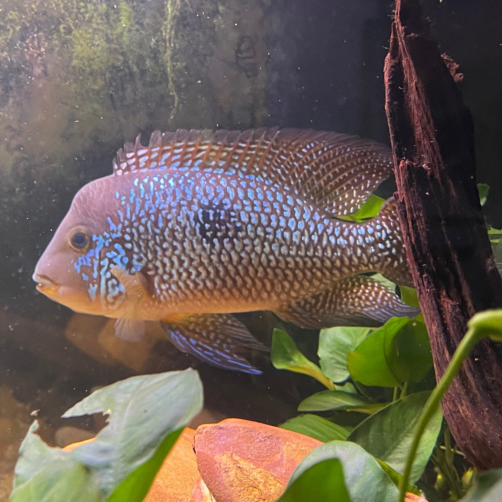 the-fish-farm American Cichlid Braziliensis American Cichlid Braziliensis Cichlid- The Fish Farm