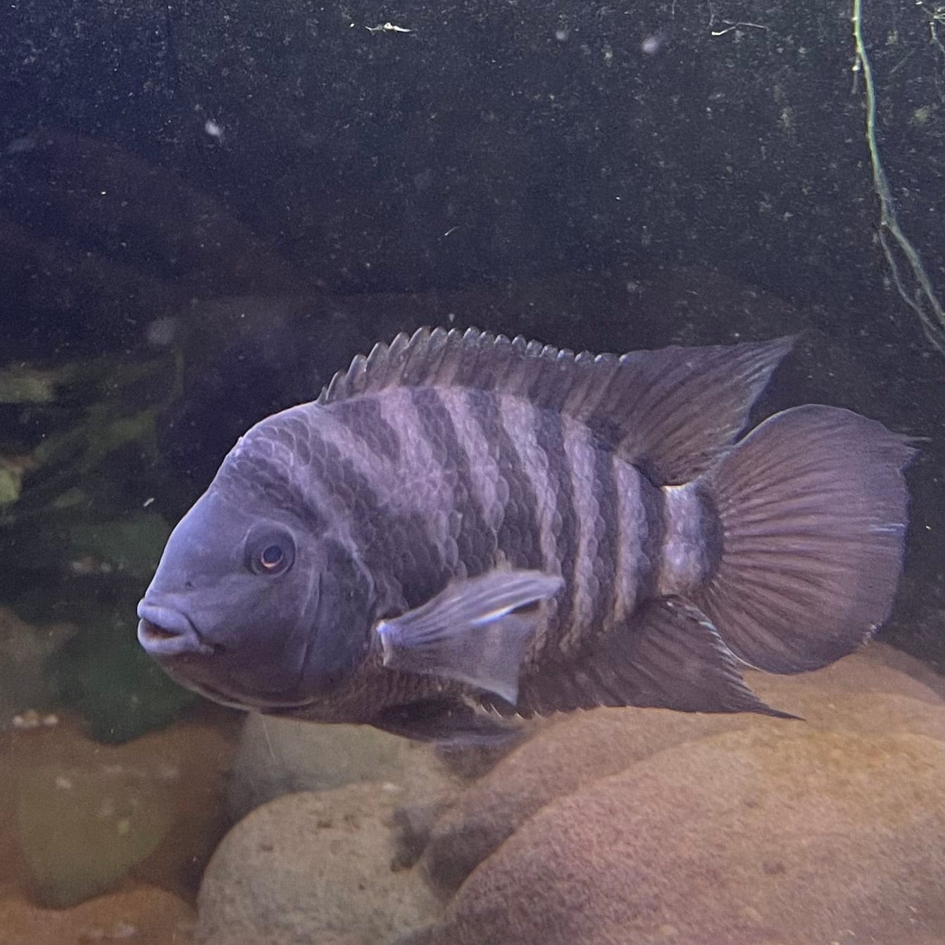 the-fish-farm American Cichlid Convict Cichlid - American Cichlid Convict Cichlid - The Fish Farm