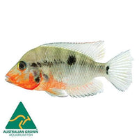 the-fish-farm American Cichlid Firemouth Cichlid - American Cichlid Firemouth Cichlid - The Fish Farm
