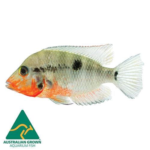 the-fish-farm American Cichlid Firemouth Cichlid - American Cichlid Firemouth Cichlid - The Fish Farm