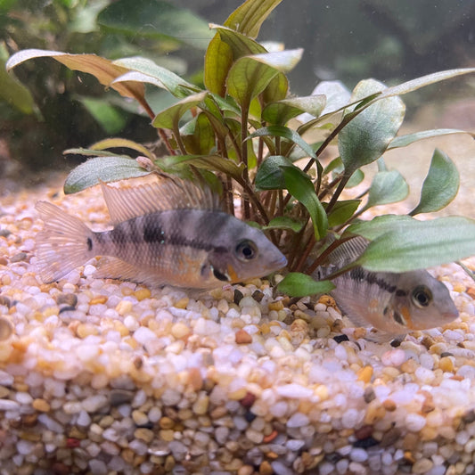 the-fish-farm American Cichlid Firemouth Cichlid - American Cichlid Firemouth Cichlid - The Fish Farm