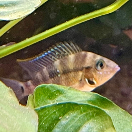 the-fish-farm American Cichlid Firemouth Cichlid - American Cichlid Firemouth Cichlid - The Fish Farm