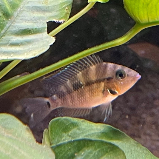 the-fish-farm American Cichlid Firemouth Cichlid - American Cichlid Firemouth Cichlid - The Fish Farm