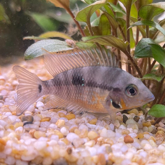 the-fish-farm American Cichlid Firemouth Cichlid - American Cichlid Firemouth Cichlid - The Fish Farm