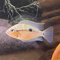 the-fish-farm American Cichlid Firemouth Cichlid - American Cichlid Firemouth Cichlid - The Fish Farm