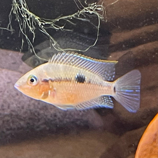 the-fish-farm American Cichlid Firemouth Cichlid - American Cichlid Firemouth Cichlid - The Fish Farm