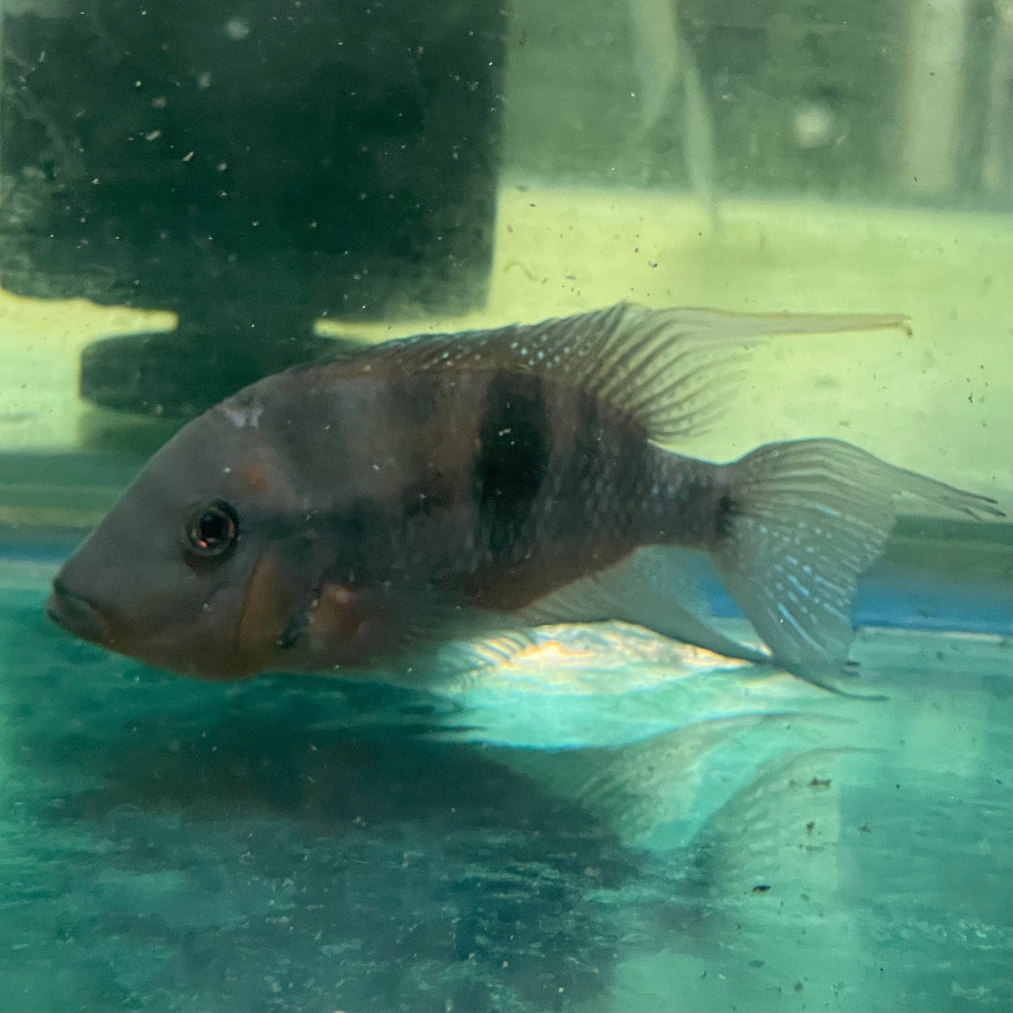 the-fish-farm American Cichlid Firemouth Cichlid - American Cichlid - One Only - Male Adult Male Firemouth Cichlid One Only - The Fish Farm