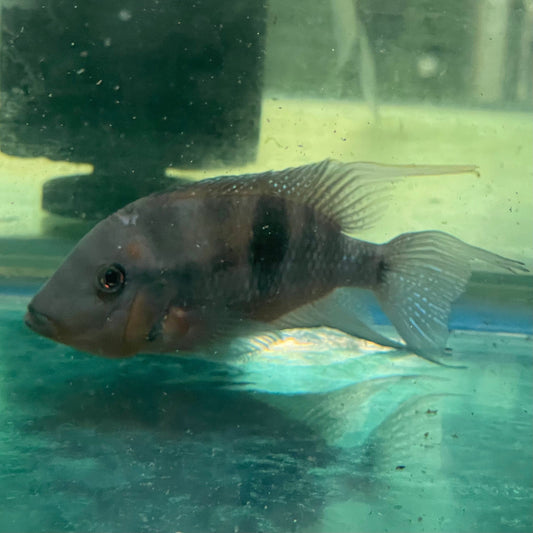 the-fish-farm American Cichlid Firemouth Cichlid - American Cichlid - One Only - Male Adult Male Firemouth Cichlid One Only - The Fish Farm