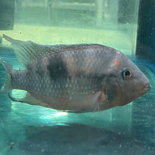 the-fish-farm American Cichlid Firemouth Cichlid - American Cichlid - One Only - Male Adult Male Firemouth Cichlid One Only - The Fish Farm