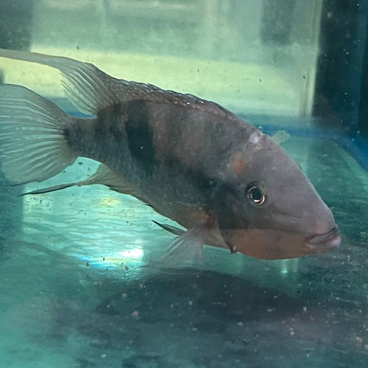 the-fish-farm American Cichlid Firemouth Cichlid - American Cichlid - One Only - Male Adult Male Firemouth Cichlid One Only - The Fish Farm