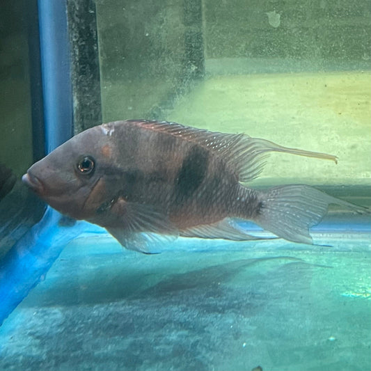 the-fish-farm American Cichlid Firemouth Cichlid - American Cichlid - One Only - Male Adult Male Firemouth Cichlid One Only - The Fish Farm