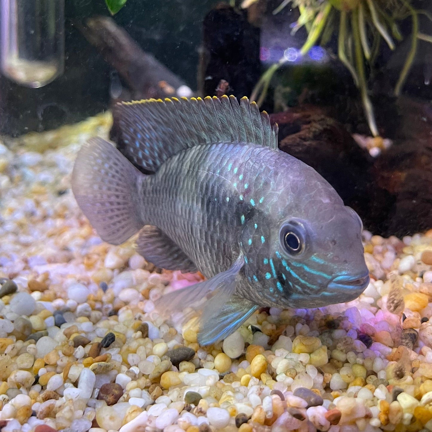 the-fish-farm American Cichlid Green Terror (Saum) American Cichlid Green Terror (Saum) Cichlid - The Fish Farm