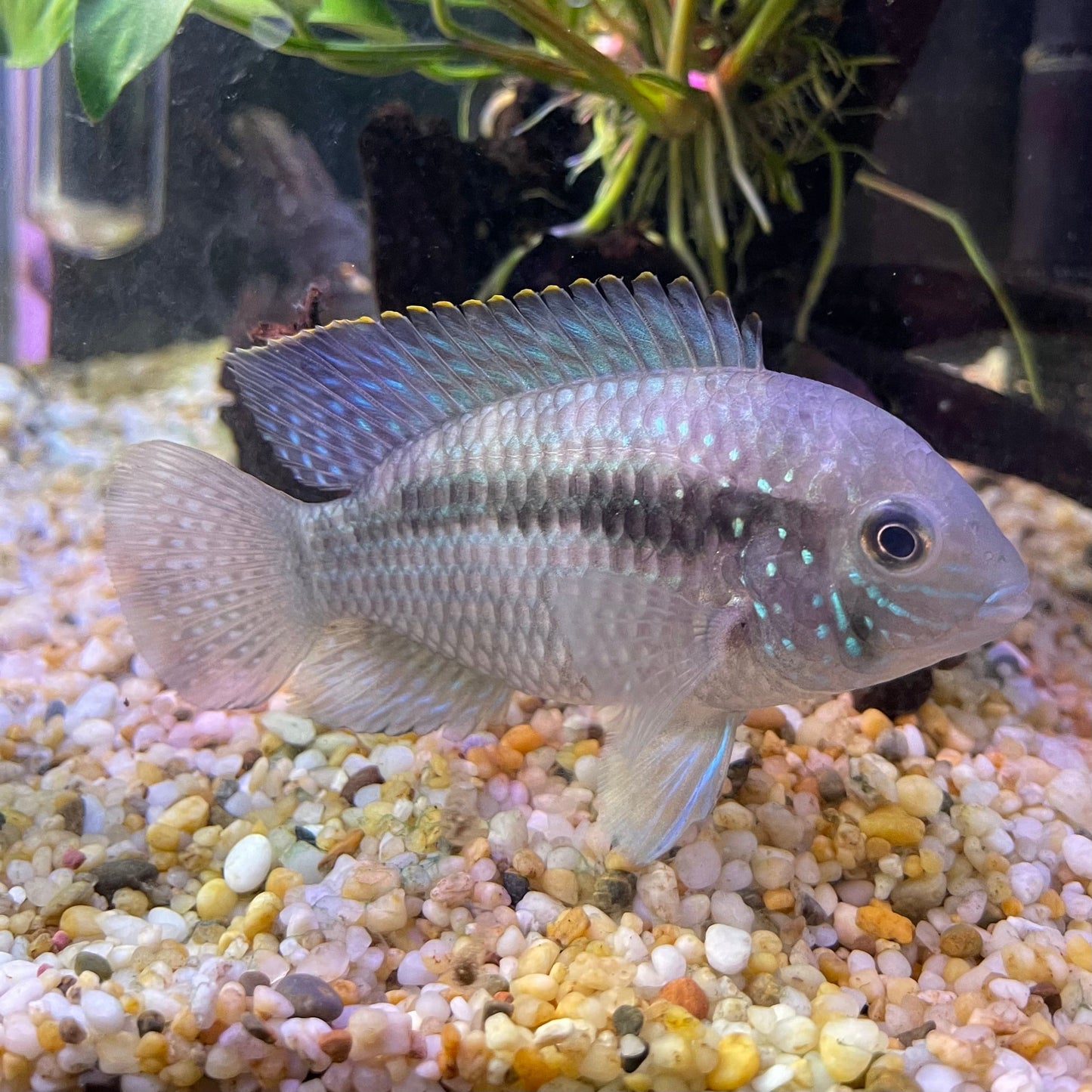 the-fish-farm American Cichlid Green Terror (Saum) American Cichlid Green Terror (Saum) Cichlid - The Fish Farm