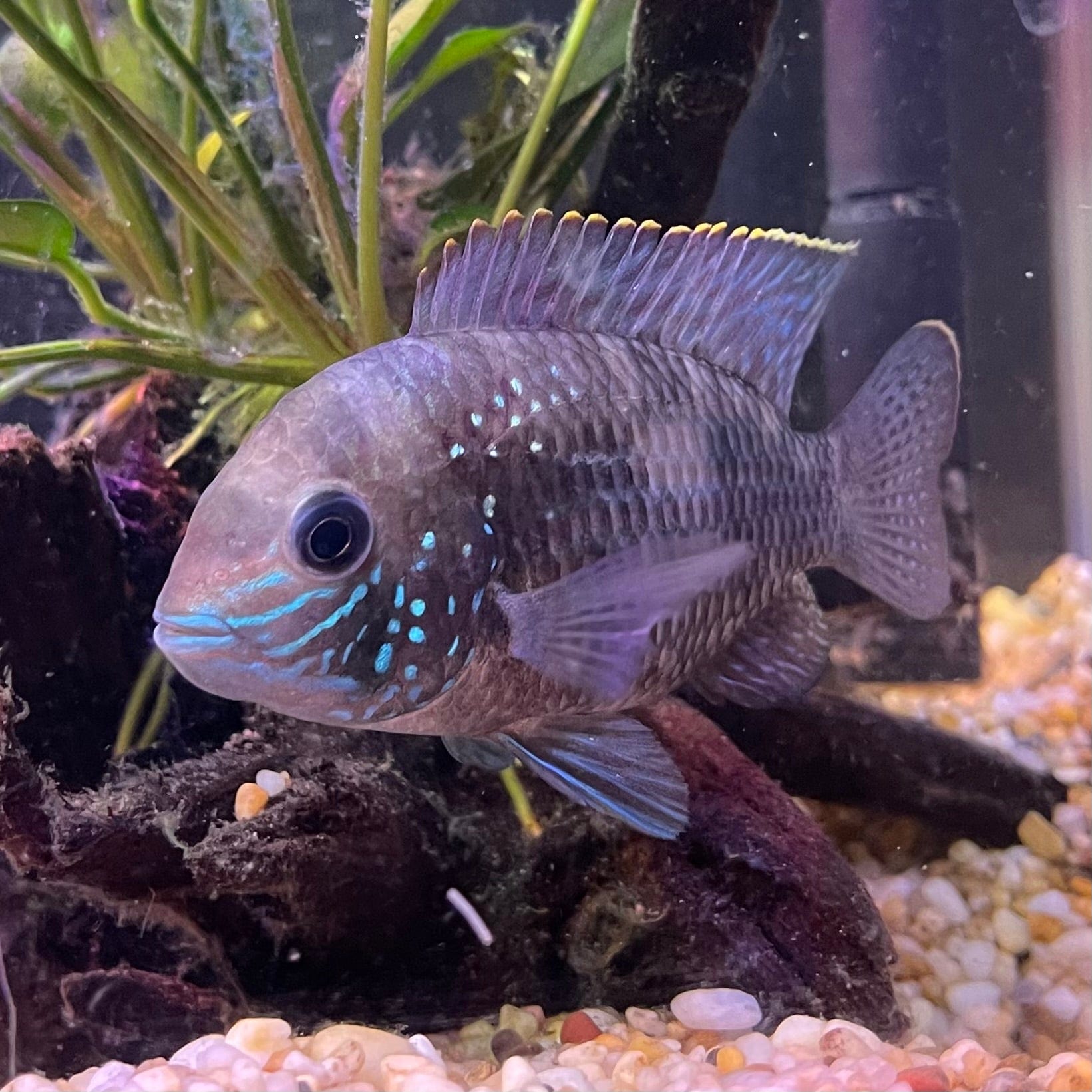 the-fish-farm American Cichlid Green Terror (Saum) American Cichlid Green Terror (Saum) Cichlid - The Fish Farm