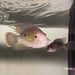 the-fish-farm American Cichlid Green Terror (Saum) American Cichlid Green Terror (Saum) Cichlid - The Fish Farm