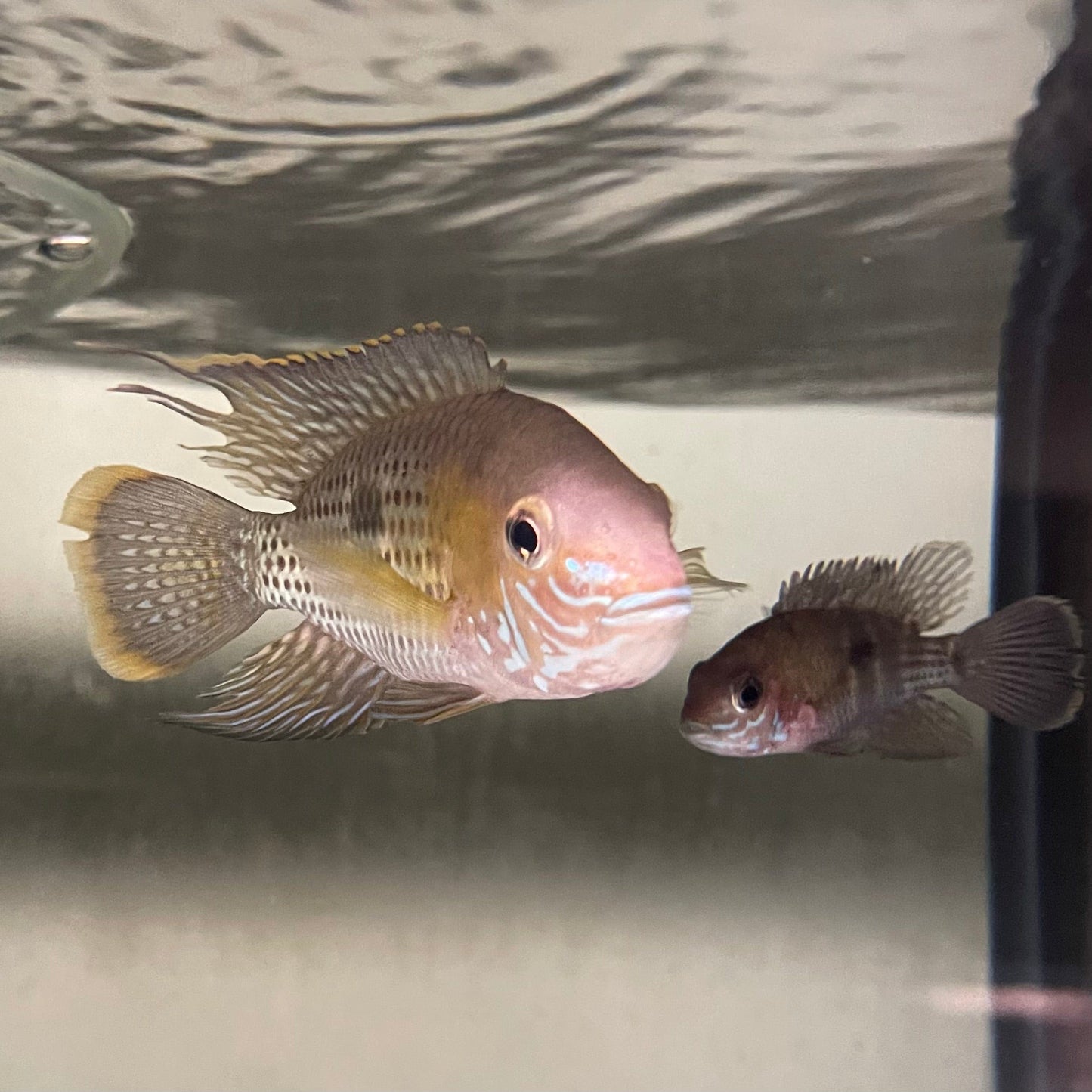 the-fish-farm American Cichlid Green Terror (Saum) American Cichlid Green Terror (Saum) Cichlid - The Fish Farm