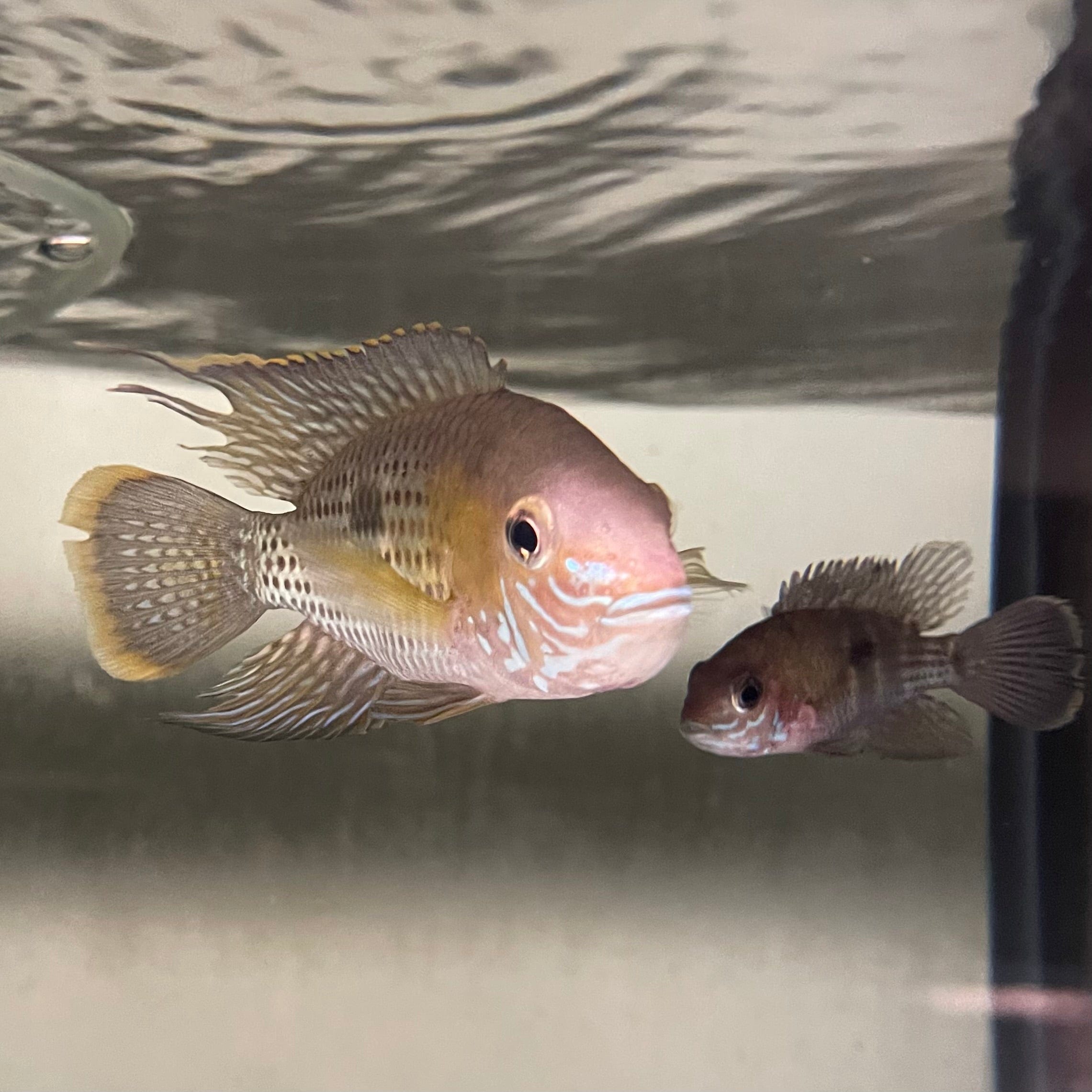 the-fish-farm American Cichlid Green Terror (Saum) American Cichlid Green Terror (Saum) Cichlid - The Fish Farm