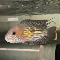 the-fish-farm American Cichlid Green Terror (Saum) American Cichlid Green Terror (Saum) Cichlid - The Fish Farm