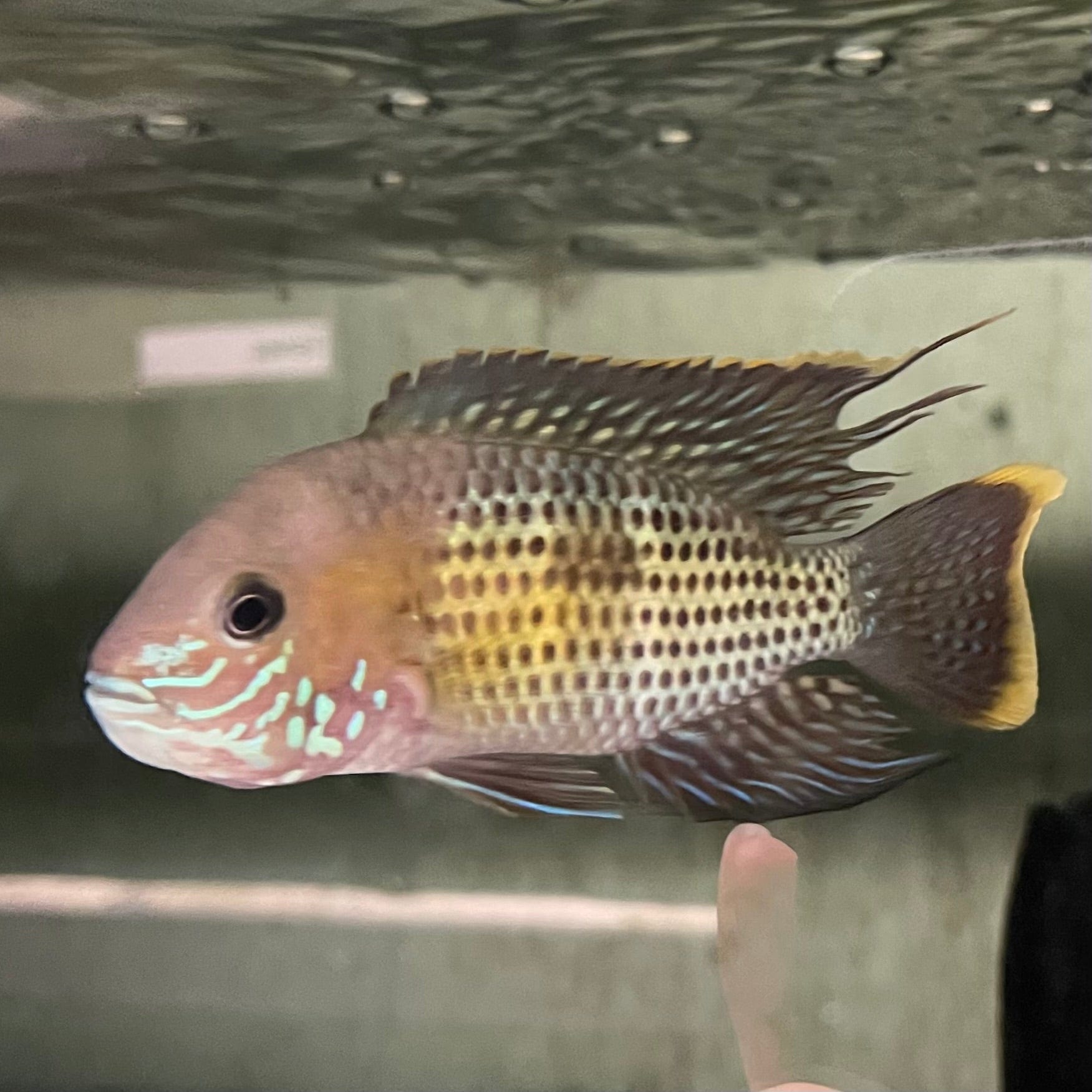 the-fish-farm American Cichlid Green Terror (Saum) American Cichlid Green Terror (Saum) Cichlid - The Fish Farm
