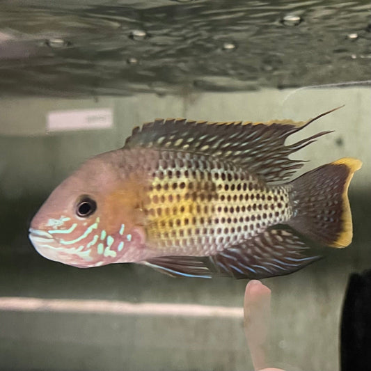 the-fish-farm American Cichlid Green Terror (Saum) American Cichlid Green Terror (Saum) Cichlid - The Fish Farm