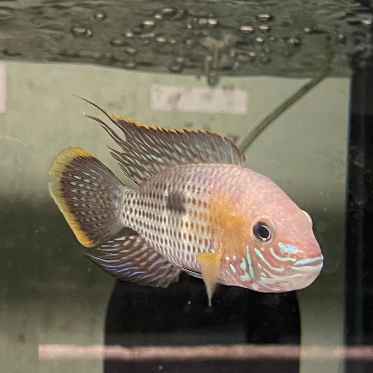 the-fish-farm American Cichlid Green Terror (Saum) American Cichlid Green Terror (Saum) Cichlid - The Fish Farm