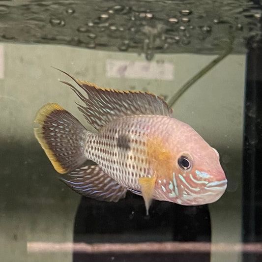 the-fish-farm American Cichlid Green Terror (Saum) American Cichlid Green Terror (Saum) Cichlid - The Fish Farm