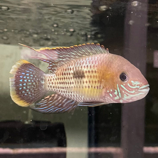 the-fish-farm American Cichlid Green Terror (Saum) American Cichlid Green Terror (Saum) Cichlid - The Fish Farm