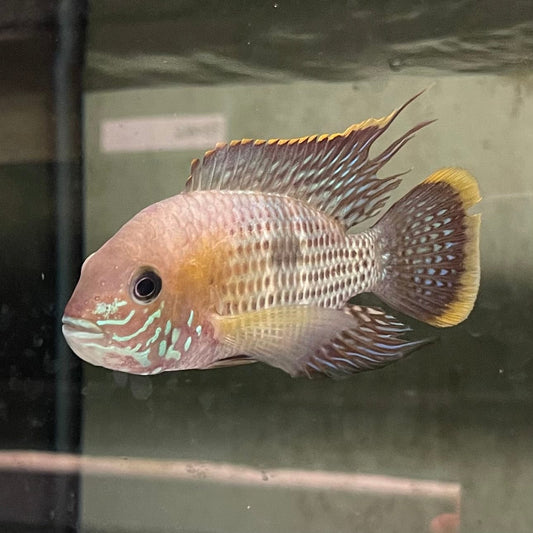 the-fish-farm American Cichlid Green Terror (Saum) American Cichlid Green Terror (Saum) Cichlid - The Fish Farm