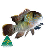 the-fish-farm American Cichlid Green Terror (Saum) American Cichlid Green Terror (Saum) Cichlid - The Fish Farm