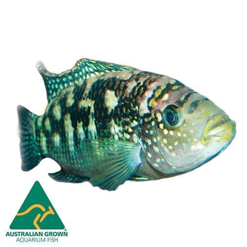 the-fish-farm American Cichlid Jack Dempsey Cichlid Jack Dempsey Cichlid - The Fish Farm