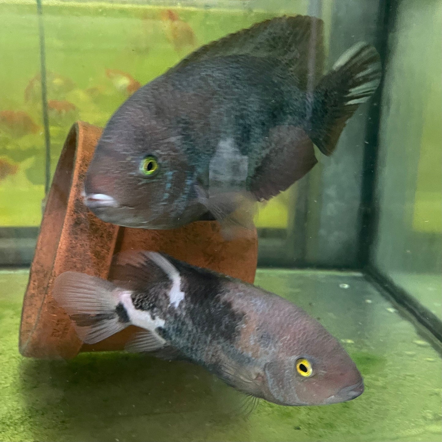the-fish-farm American Cichlid Marble Fenestratum American Cichlid Breeding Pair - only one pair available Buy Rare breeding pair of Marble Fenestratum Cichlids The Fish Farm