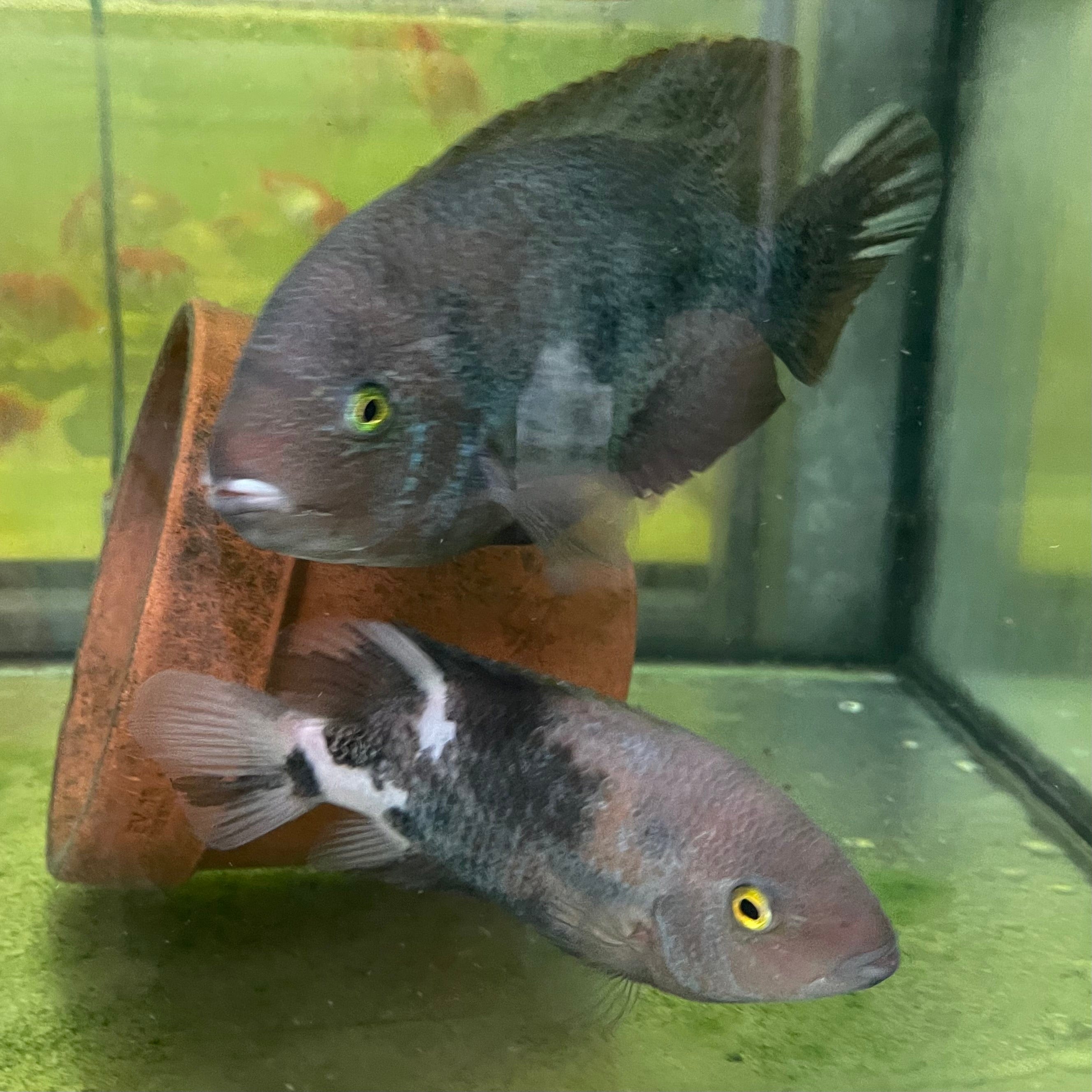 the-fish-farm American Cichlid Marble Fenestratum American Cichlid Breeding Pair - only one pair available Buy Rare breeding pair of Marble Fenestratum Cichlids The Fish Farm
