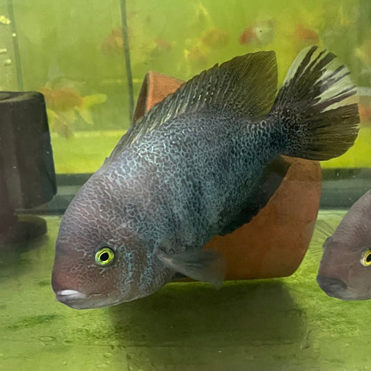 the-fish-farm American Cichlid Marble Fenestratum American Cichlid Breeding Pair - only one pair available Buy Rare breeding pair of Marble Fenestratum Cichlids The Fish Farm