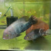 the-fish-farm American Cichlid Marble Fenestratum American Cichlid Breeding Pair - only one pair available Buy Rare breeding pair of Marble Fenestratum Cichlids The Fish Farm