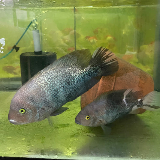 the-fish-farm American Cichlid Marble Fenestratum American Cichlid Breeding Pair - only one pair available Buy Rare breeding pair of Marble Fenestratum Cichlids The Fish Farm