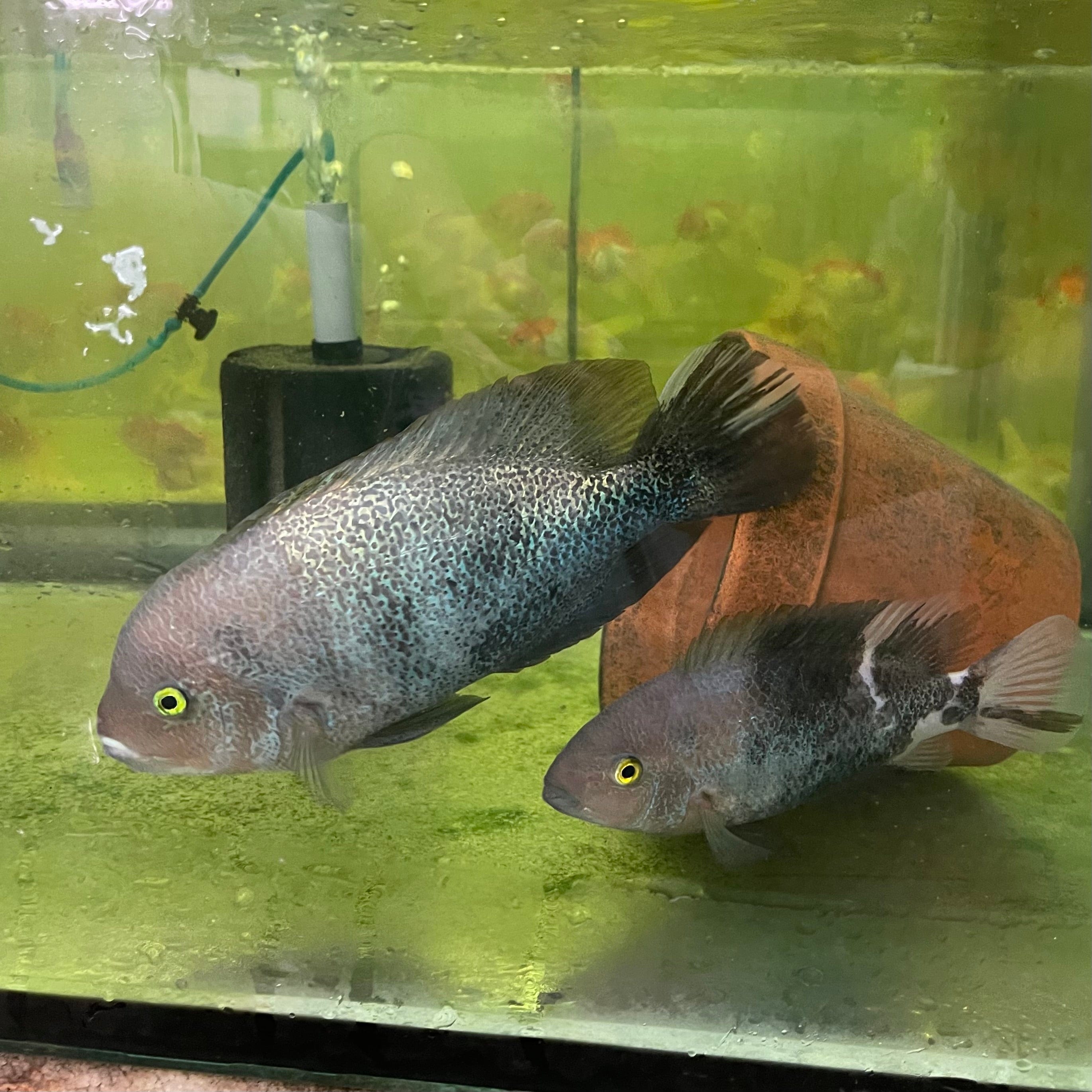 the-fish-farm American Cichlid Marble Fenestratum American Cichlid Breeding Pair - only one pair available Buy Rare breeding pair of Marble Fenestratum Cichlids The Fish Farm