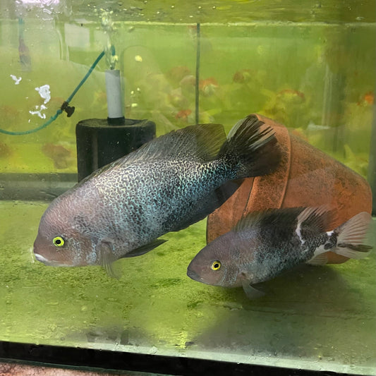 the-fish-farm American Cichlid Marble Fenestratum American Cichlid Breeding Pair - only one pair available Buy Rare breeding pair of Marble Fenestratum Cichlids The Fish Farm