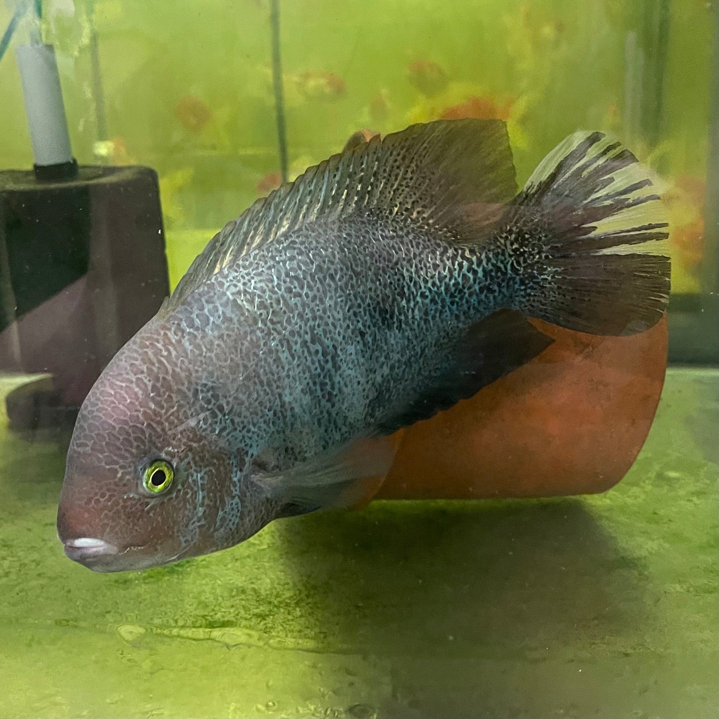 the-fish-farm American Cichlid Marble Fenestratum American Cichlid Breeding Pair - only one pair available Buy Rare breeding pair of Marble Fenestratum Cichlids The Fish Farm