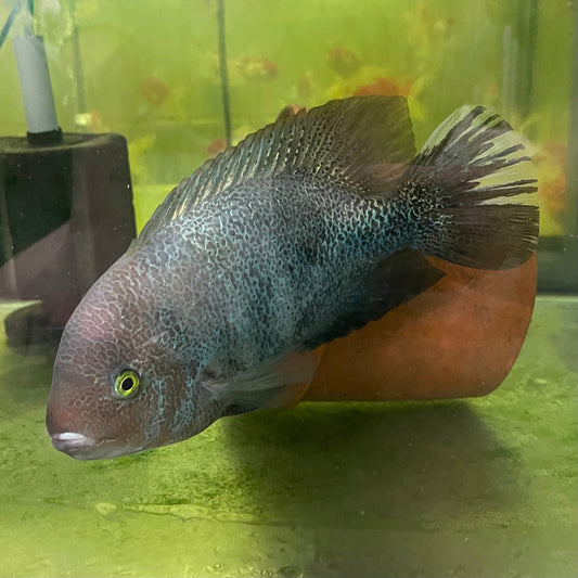 the-fish-farm American Cichlid Marble Fenestratum American Cichlid Breeding Pair - only one pair available Buy Rare breeding pair of Marble Fenestratum Cichlids The Fish Farm