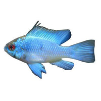 the-fish-farm American Cichlid Ram - Electric Blue - American Cichlid Neon Ram Cichlid - The Fish Farm