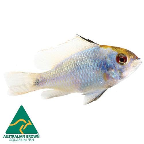 the-fish-farm American Cichlid Ram - German Blue (Ramerezi) Cichlid Blue Ramirezi (Ram) Cichlid - The Fish Farm