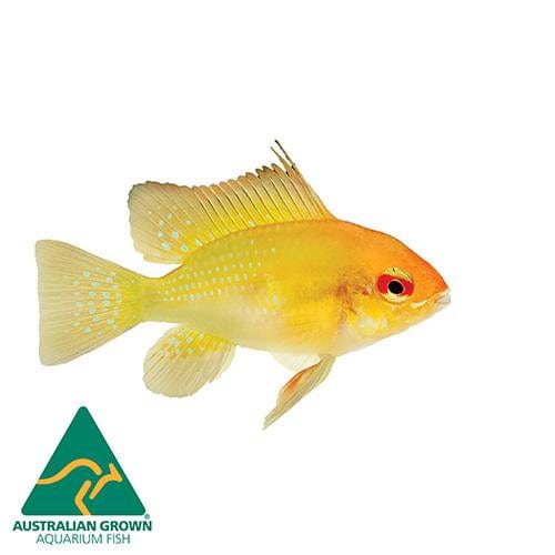 the-fish-farm American Cichlid Ram - Gold American Cichlid 3.5cm Gold Ram 3.5cm- The Fish Farm