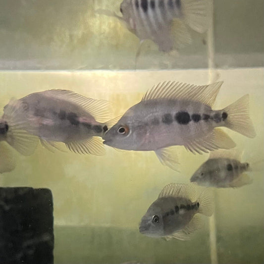 the-fish-farm American Cichlid Red Devil American Cichlid Red Devil Cichlid - The Fish Farm