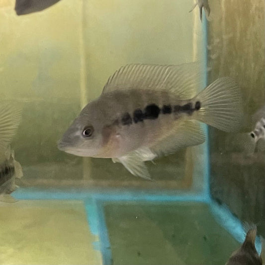 the-fish-farm American Cichlid Red Devil American Cichlid Red Devil Cichlid - The Fish Farm